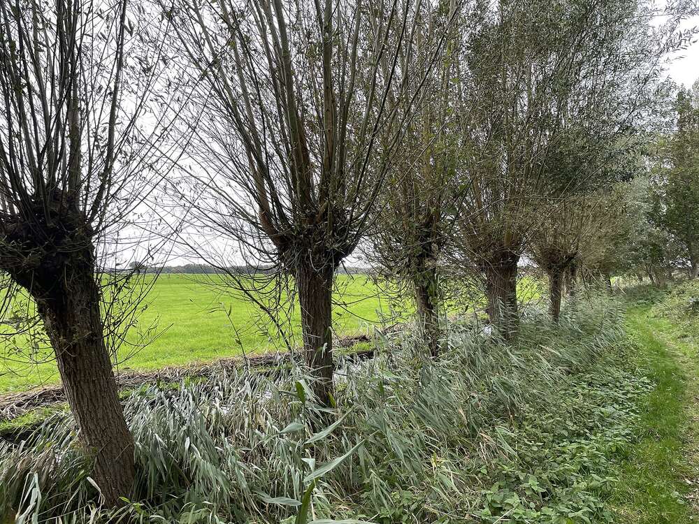 Knotwilgen langs een wandelpad met weiland in het buitengebied van Wassenaar